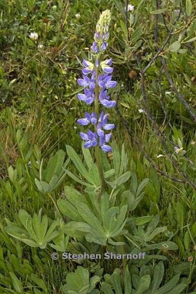 lupinus polyphyllus var burkei 5 graphic